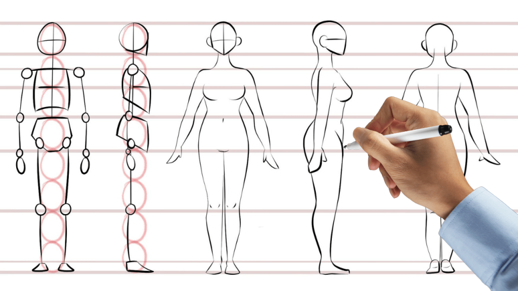 female body proportions